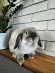 Króliczek Mini Lop