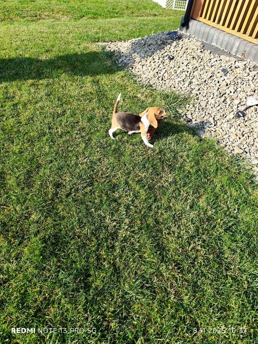 Wzorowa suczka Beagle gotowa do odbioru metryka czip wyprawka 3 szczep