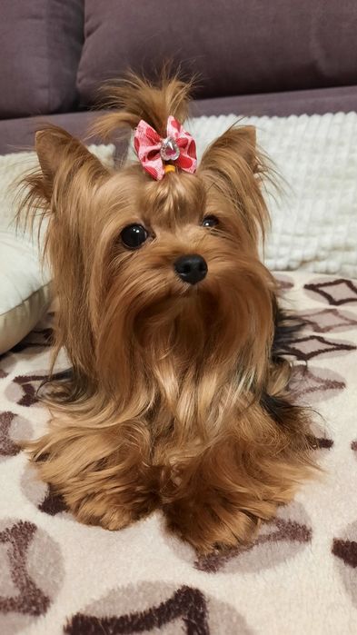 Йоркширський тер’єр дівчинка міні