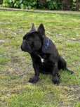 Buldog francuski