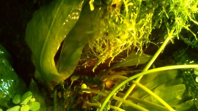 Rośliny akwariowe Mech zielony stringy moss