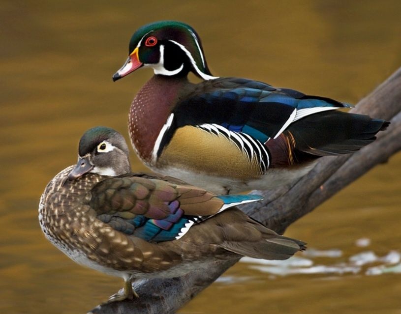 Kaczki  ozdobne  KAROLINKI  różne  kolory  WYSYŁKA