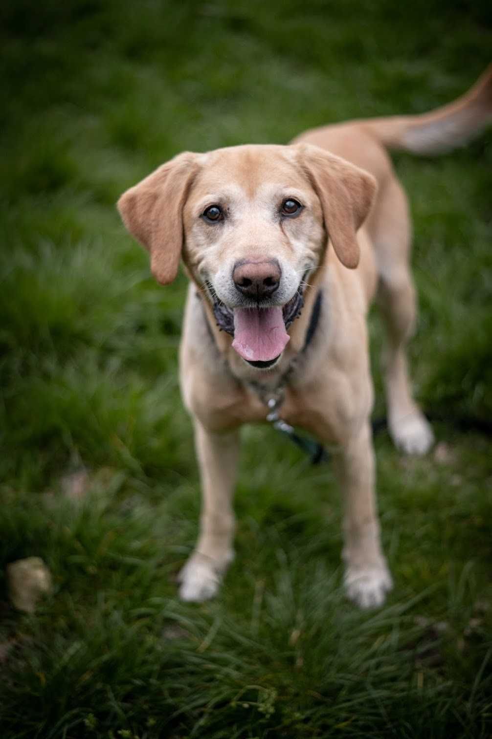 Pełen miłości piękny BODO mix labrador marzy o domu!