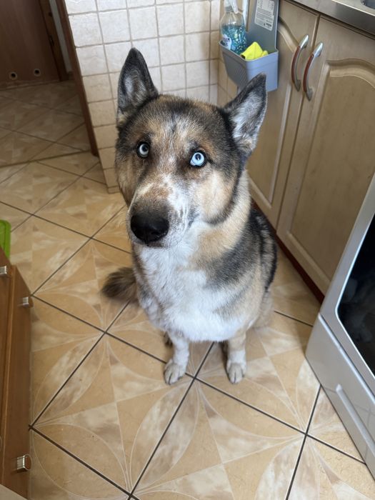 Oddam psa w dobre rece tylko odpowiedzialnej osobie