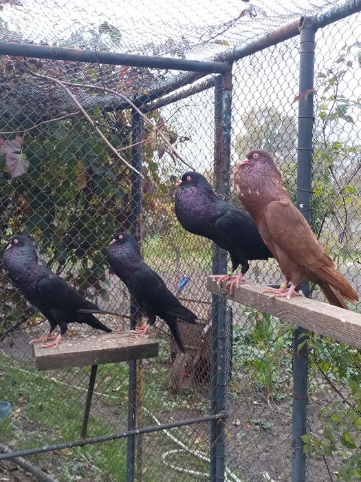 Stawaki polskie pary