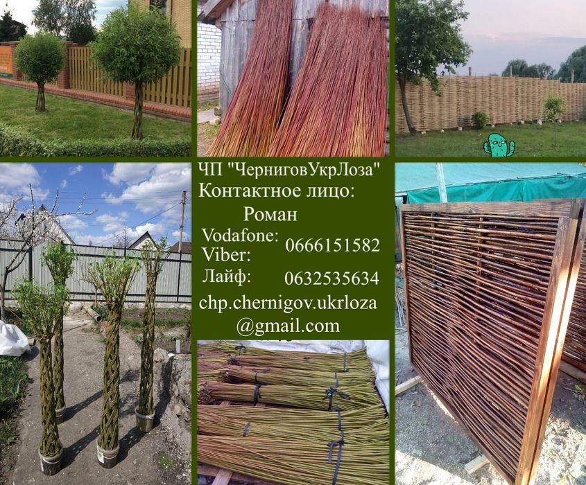 Іва,івовий прут,лоза для декоративно плетіння,вербова лоза