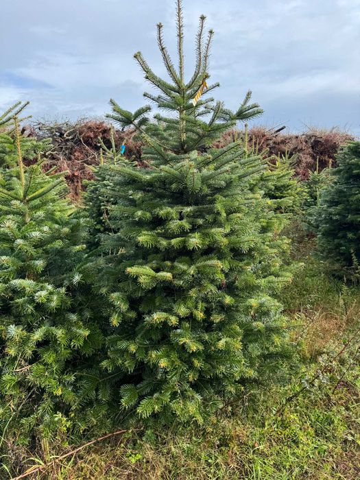 JODŁA KAUKASKA cięta choinki 200-250 cm duże ilości - transport