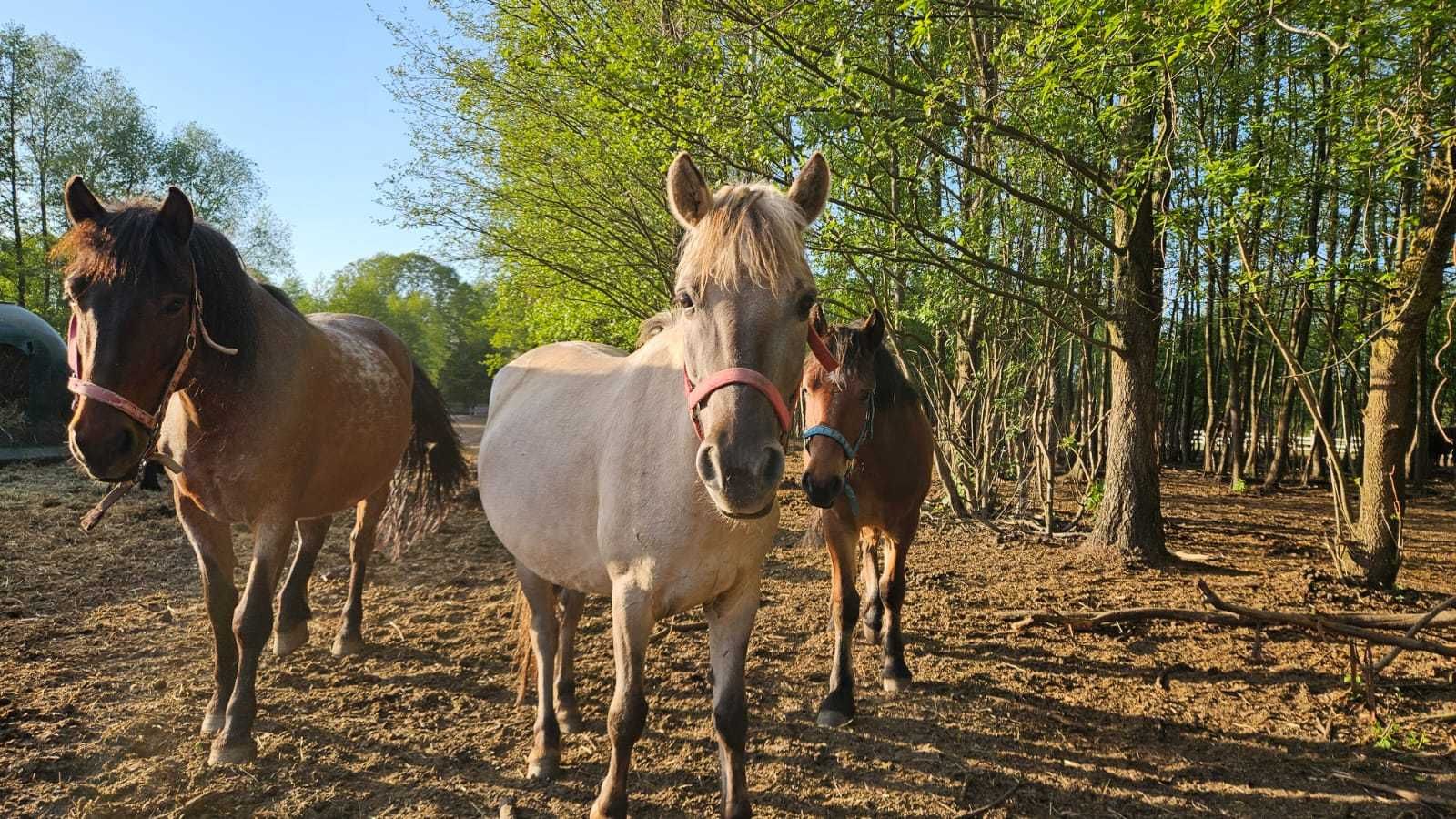 Zdrowa, 5 letnia klacz konik polski - do adopcji za darmo