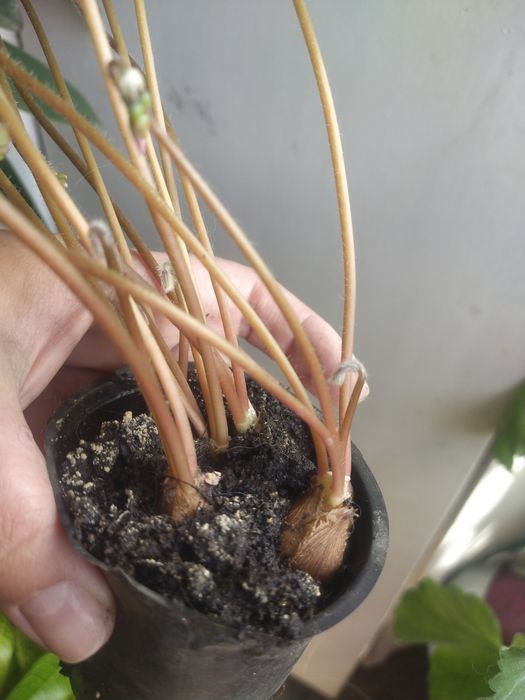 Кисличка,           .