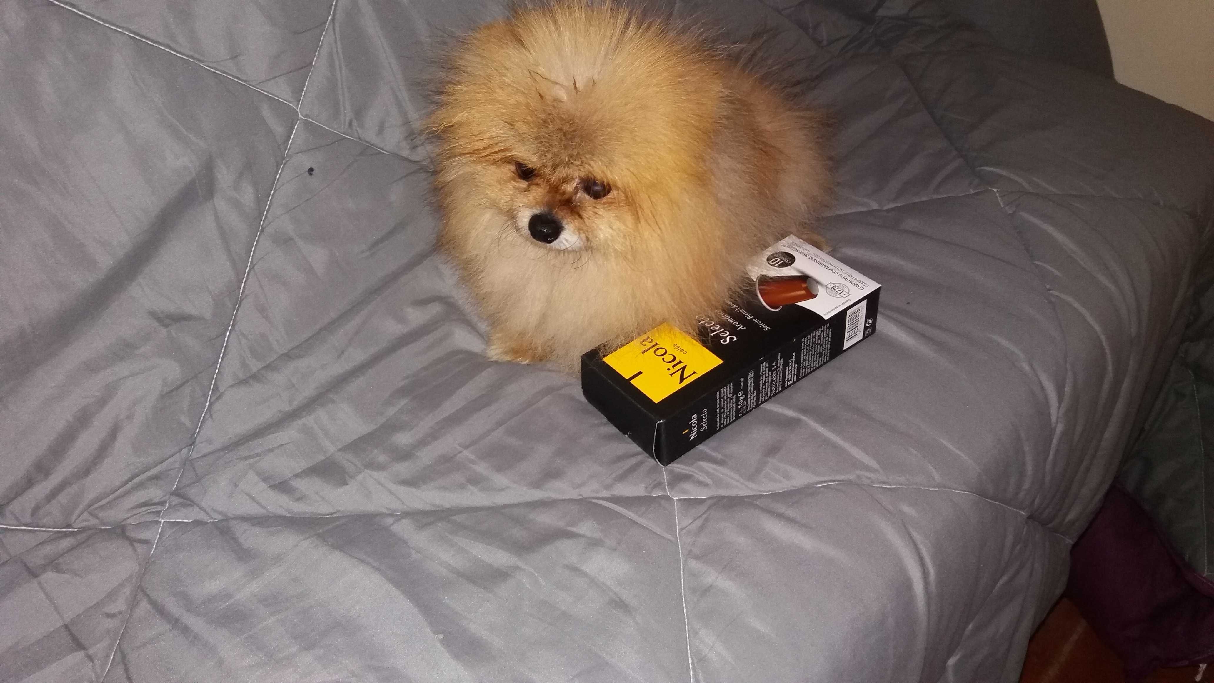 lulu da pomerania /spitz alemao anao MACHO(laranja)