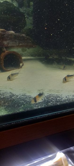 Sprzedam kirysy adolfa