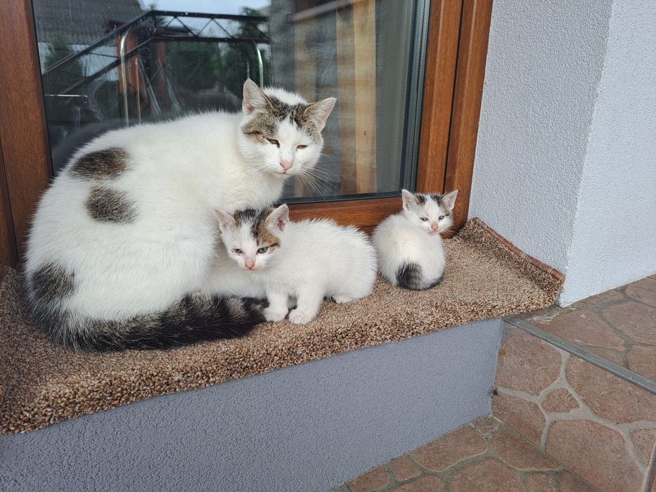 Witam oddam piękne koty