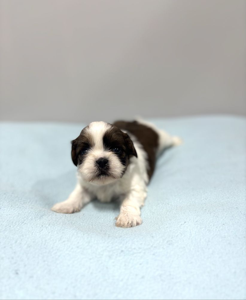 Szczeniak Shih Tzu - LEO