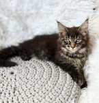 Maine Coon-  kotka