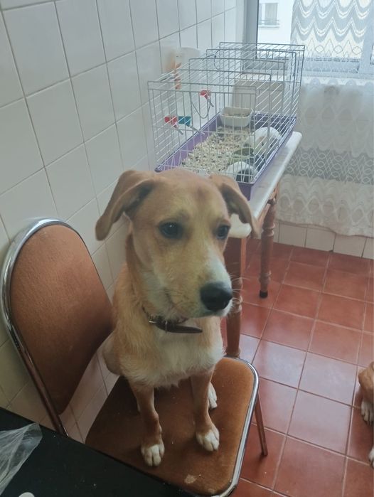 Cao pra adoacao raca ifinita