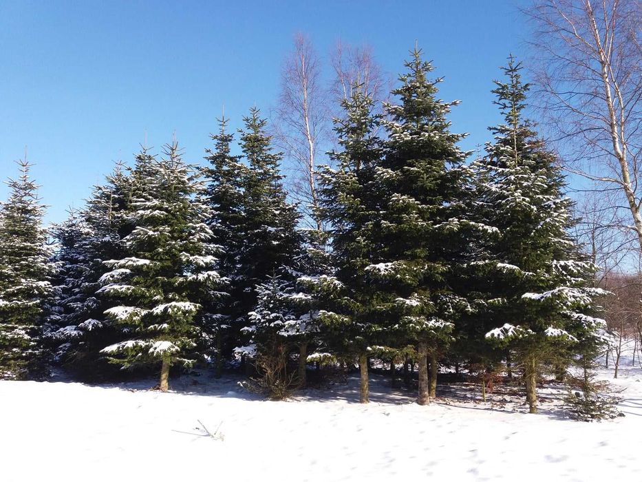 Żywa, choinka, jodła kaukaska, cięta, do kościoła i biura, powyżej 5m