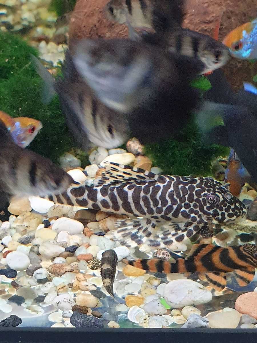 L134 Peckoltia Compta -glonojad -Rarytas -dzika ryba 7-8cm AKWAREKS