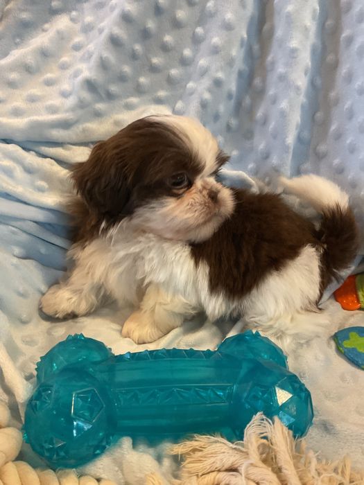 Shih - tzu Salonowe Pieski Czekoladowe