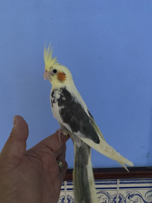 Caturra domesticada - Macho ( certificado sexagem )