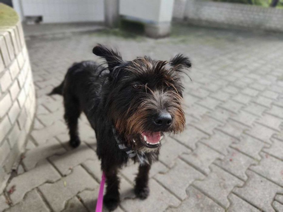 Młoda suczka w typie terierka do adopcji