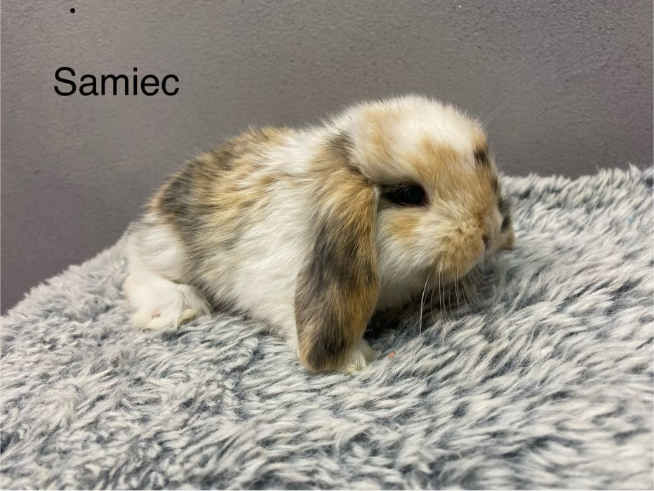 Mini lop króliczek miniaturka krolik