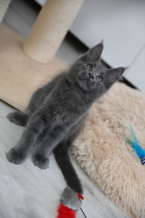 Maine coon Kocurek Harry