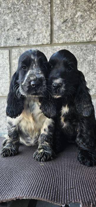 Cocker Spaniel Fêmea/Macho
