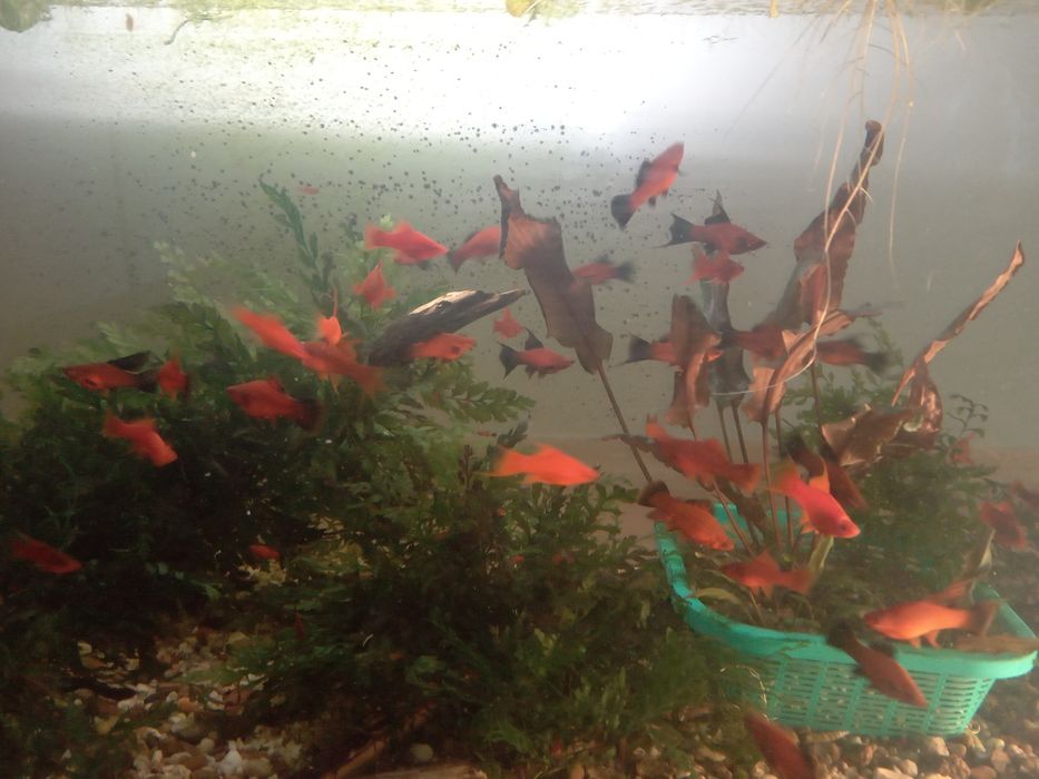 Mieczyki czerwone i wagtail piękne 6cm