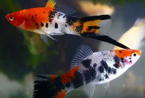 MISIEKZOO Żyworódki - Mieczyki Koi / Mieczyki Tricolor
