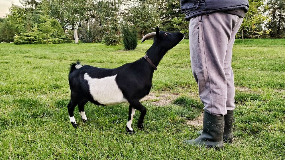 Mini koza, koza miniaturowa, kózka miniaturka, pigmejska
