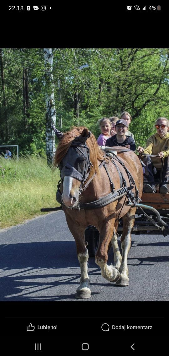 Klacz typ pogrubiany