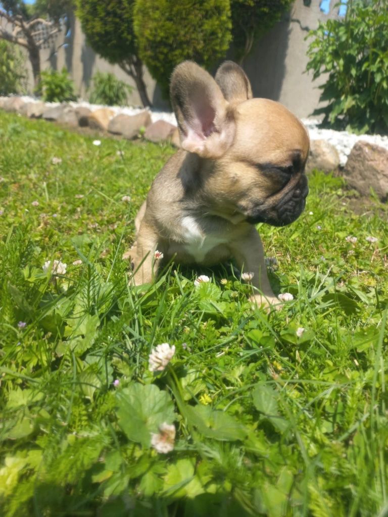 Buldog Francuski do rezerwacji