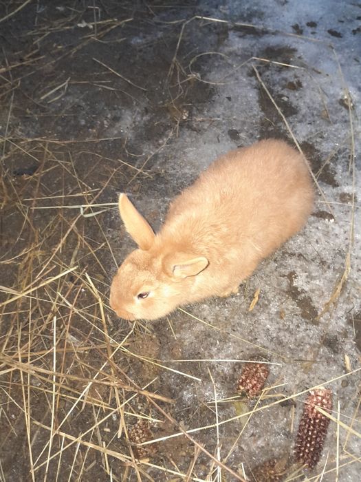 Обміняю самця бургундію.