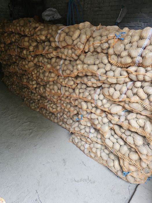 Ziemniaki Ricarda Sifra Arrow