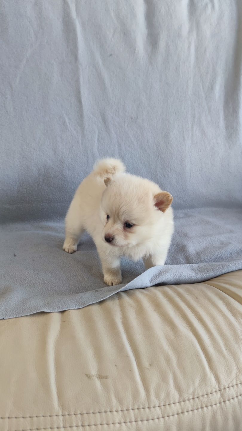 Spitz Alemão macho disponível
