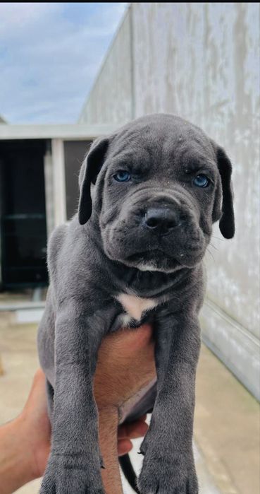 Cane corso italiano
