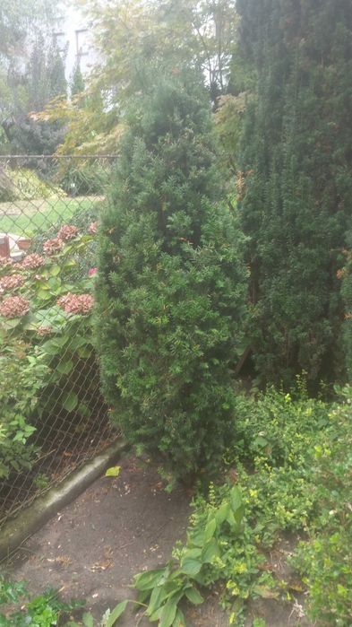 Cisy różnej wielkości