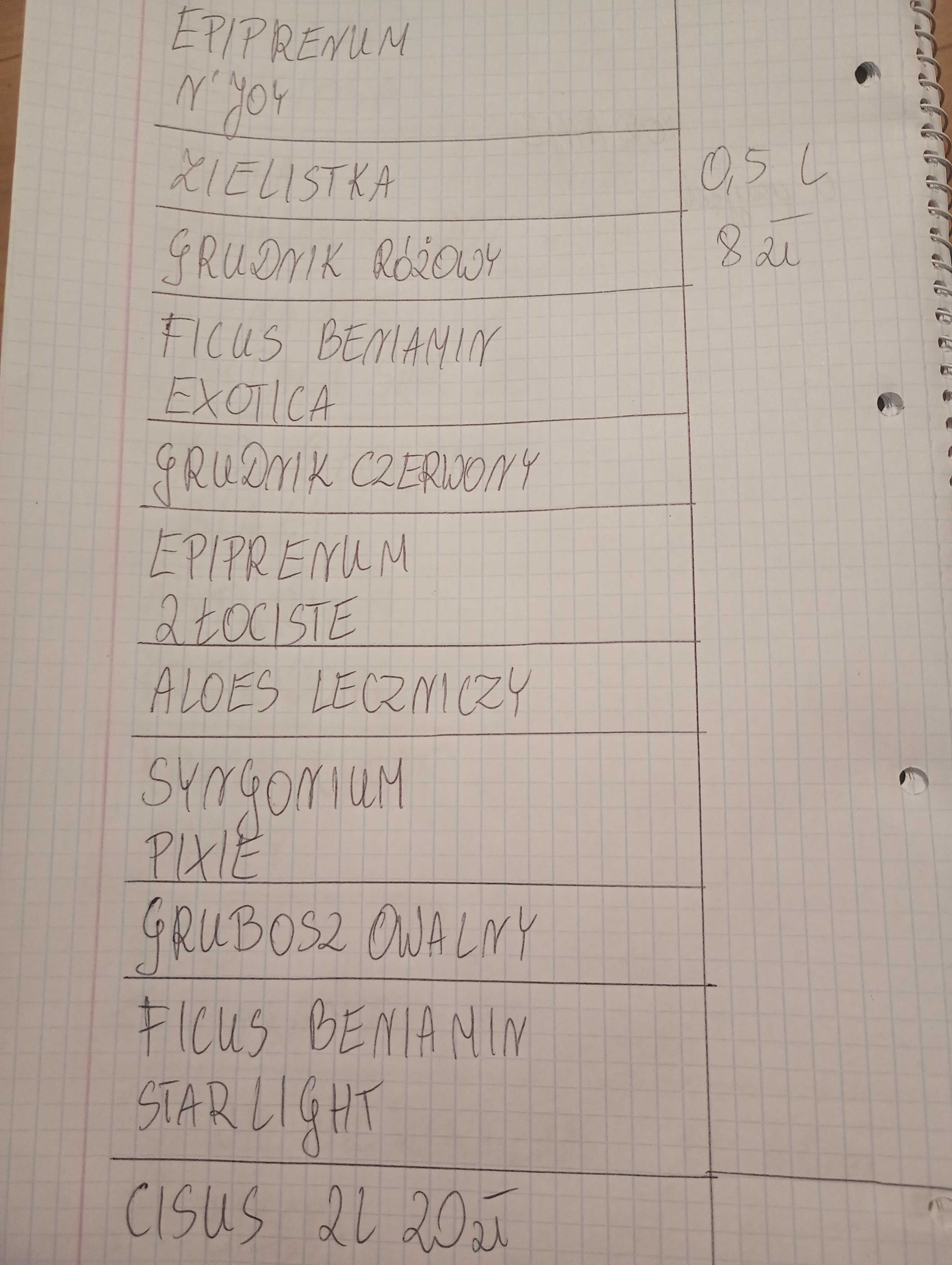 Sadzonki kwiatów