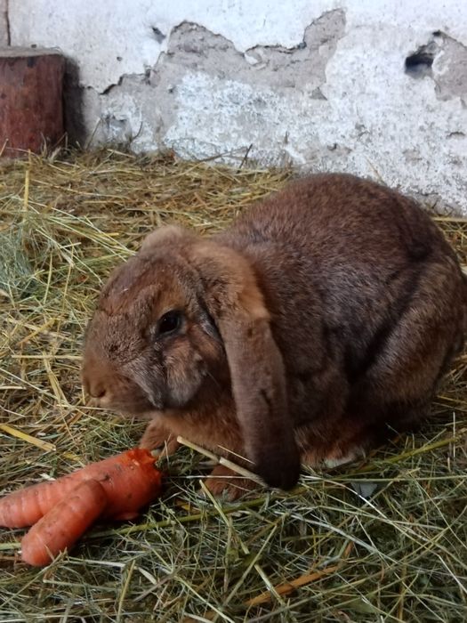 Króliki mieszańce nowozelandzki czerwony x baran francuski
