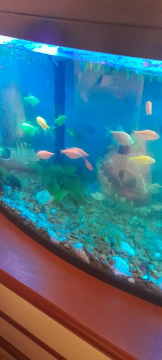 Аквариум с рыбками