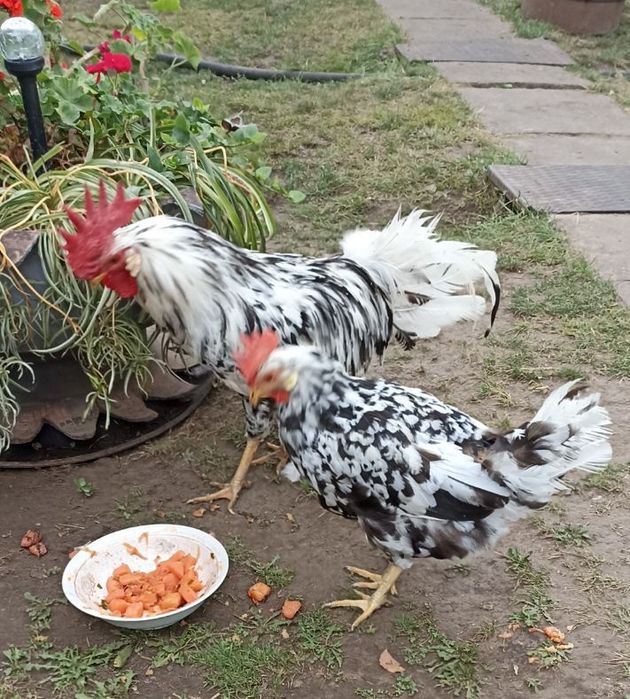 Сім'я курей породи Леггорн Долматинець Борки
