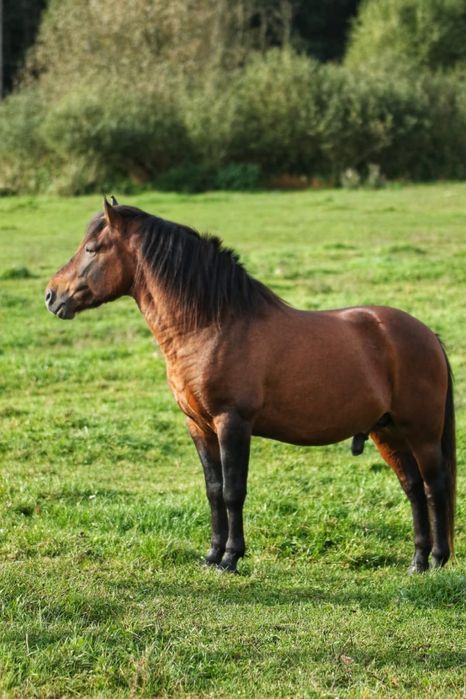 Ogier Huculski na sprzedaż z licencją  81 punk