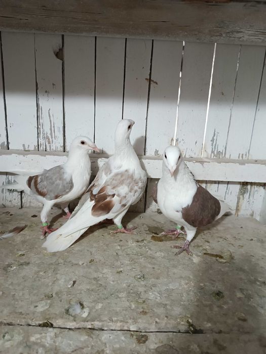 Sprzedam śląskie tarczowe