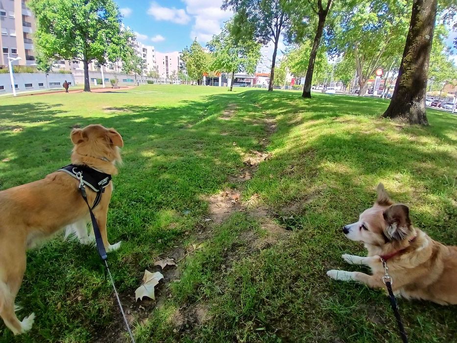 Cuido do seu patudo – Mi Cuida Pets / Coimbra