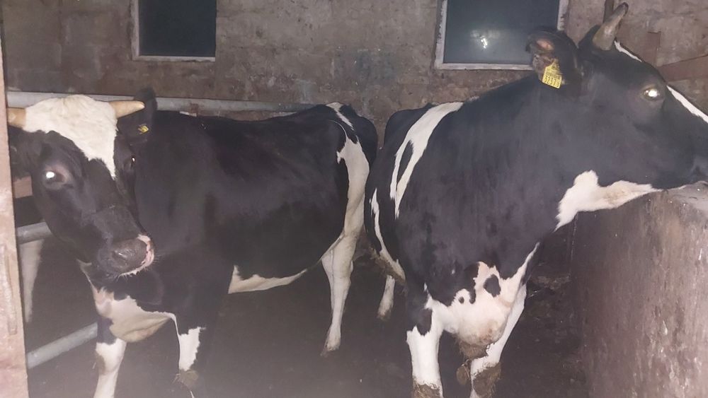 Jałówki wysokocielne