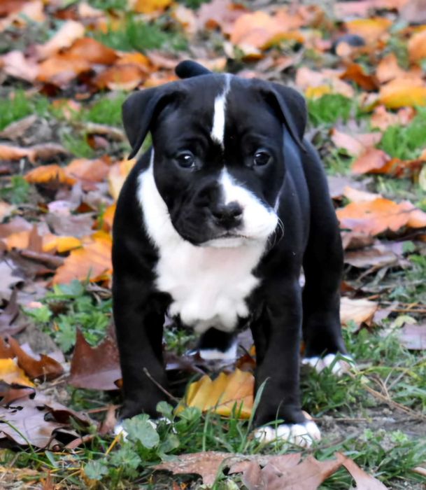 Amstaff mocny,  wyjątkowy piesek Zkwp FCI