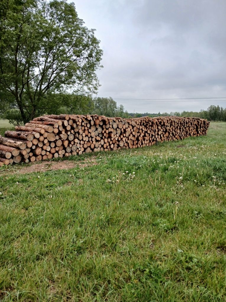 Drzewo opałowe sosna