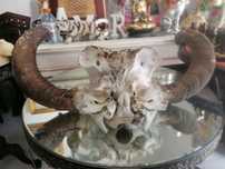 Cornos de touro com caveira