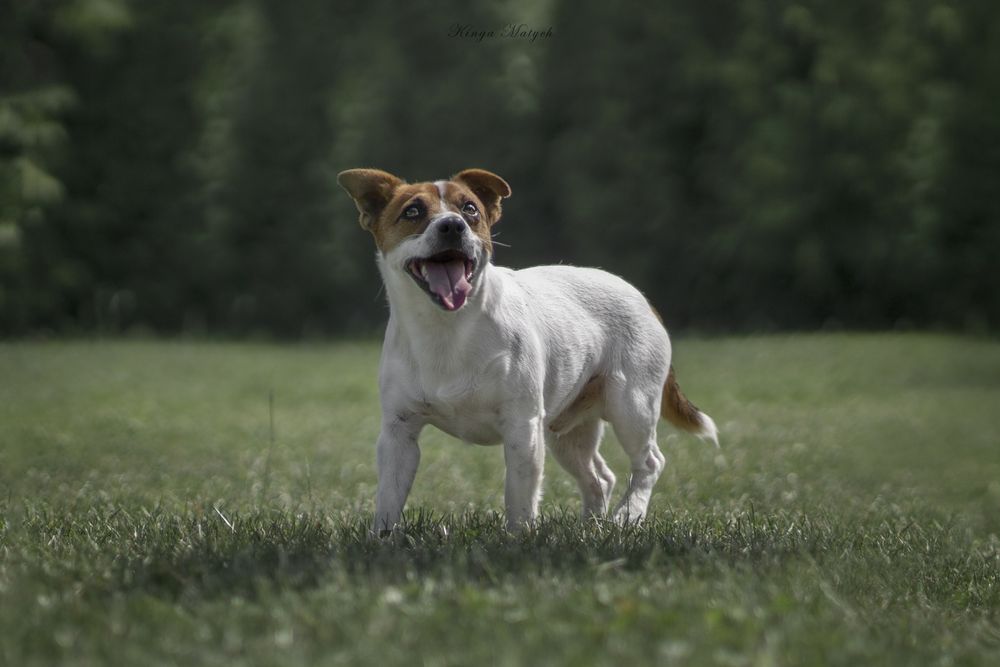 Chłopiec Jack Russell terrier nr 2/badania genetyczne/wyprawka