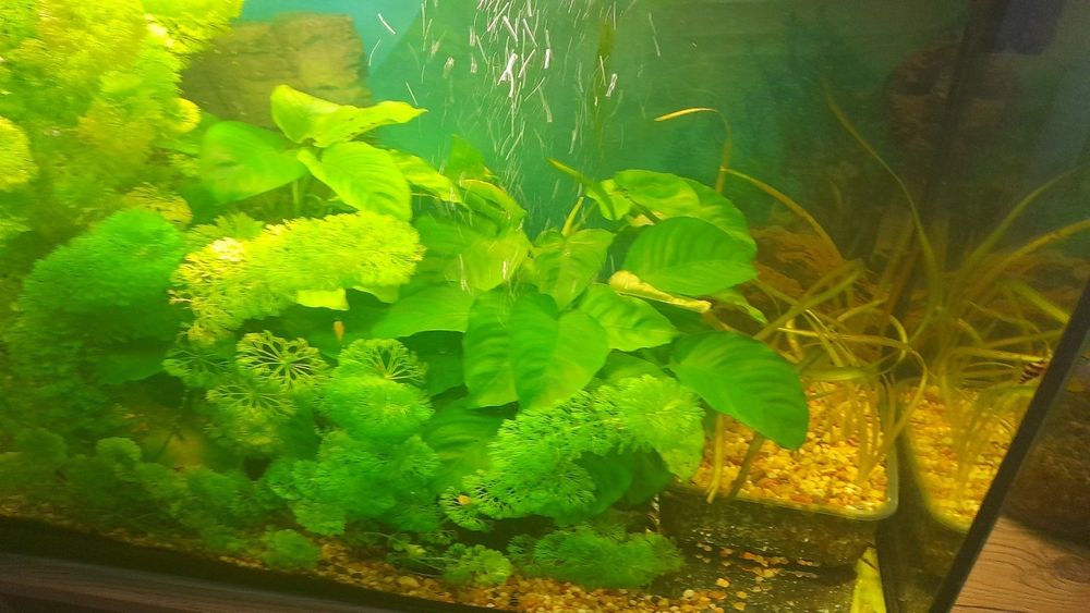 Rośliny akwariowe Anubias DUŻY